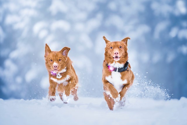 Orbiloc Safety Light Rosa