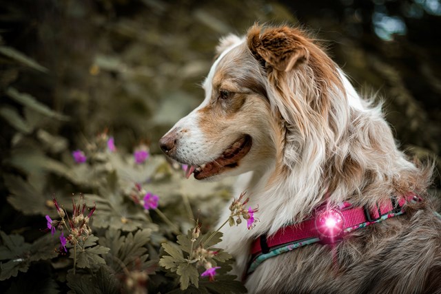 Orbiloc Safety Light Rosa