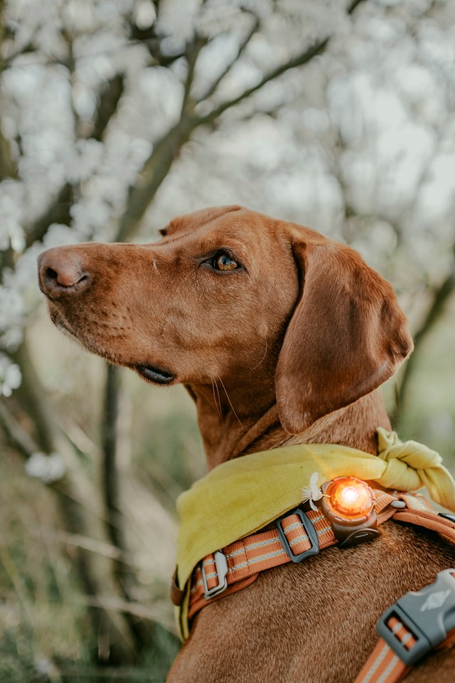 Orbiloc Safety Light Amber