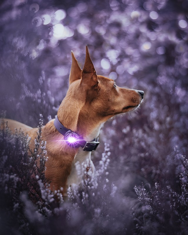 Orbiloc Safety Light - Lila