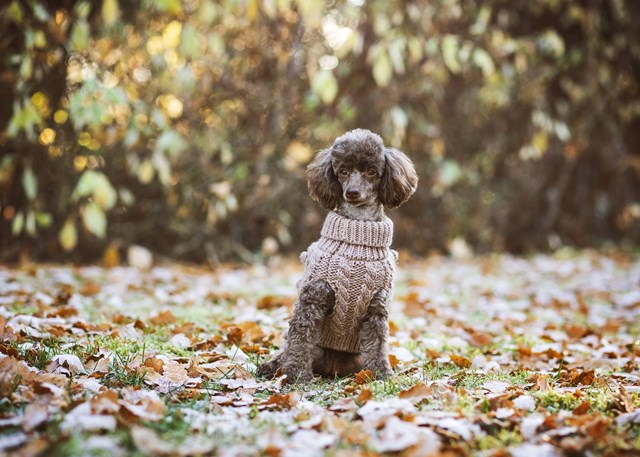 PAIKKA Handmade Knit Taupe - Stickad hundtröja