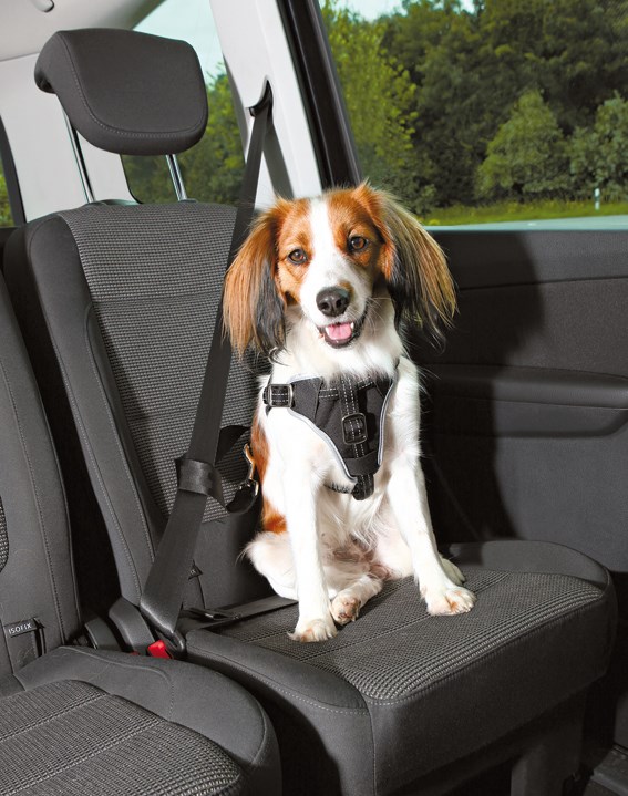 Bilsele Dog Protect - Svart