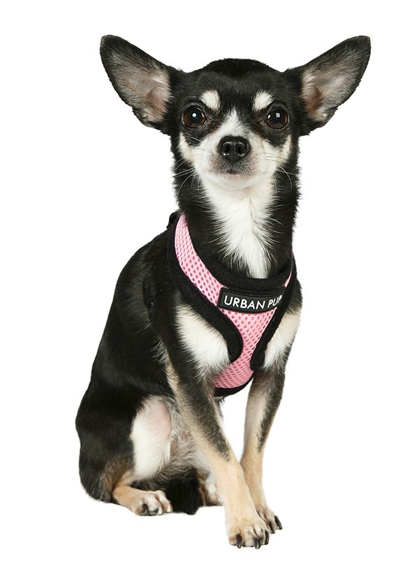Pink Soft Mesh Hundsele