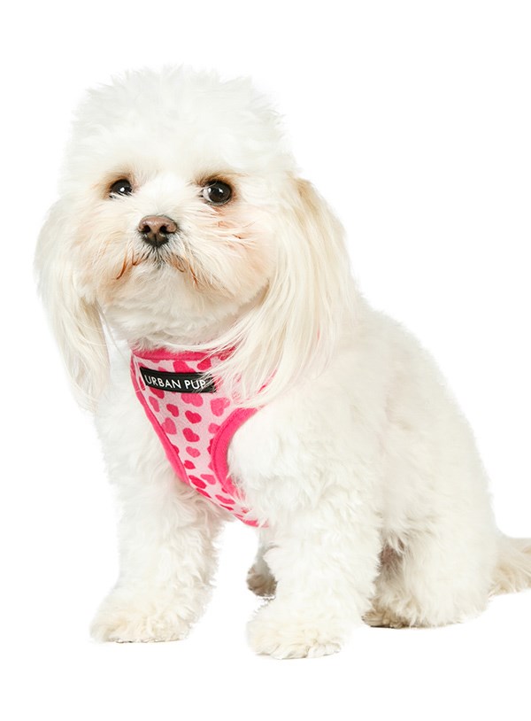 Pink Hearts Hundsele