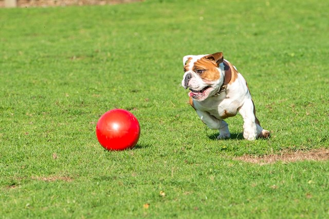 Boomer Ball - Extremt tålig boll