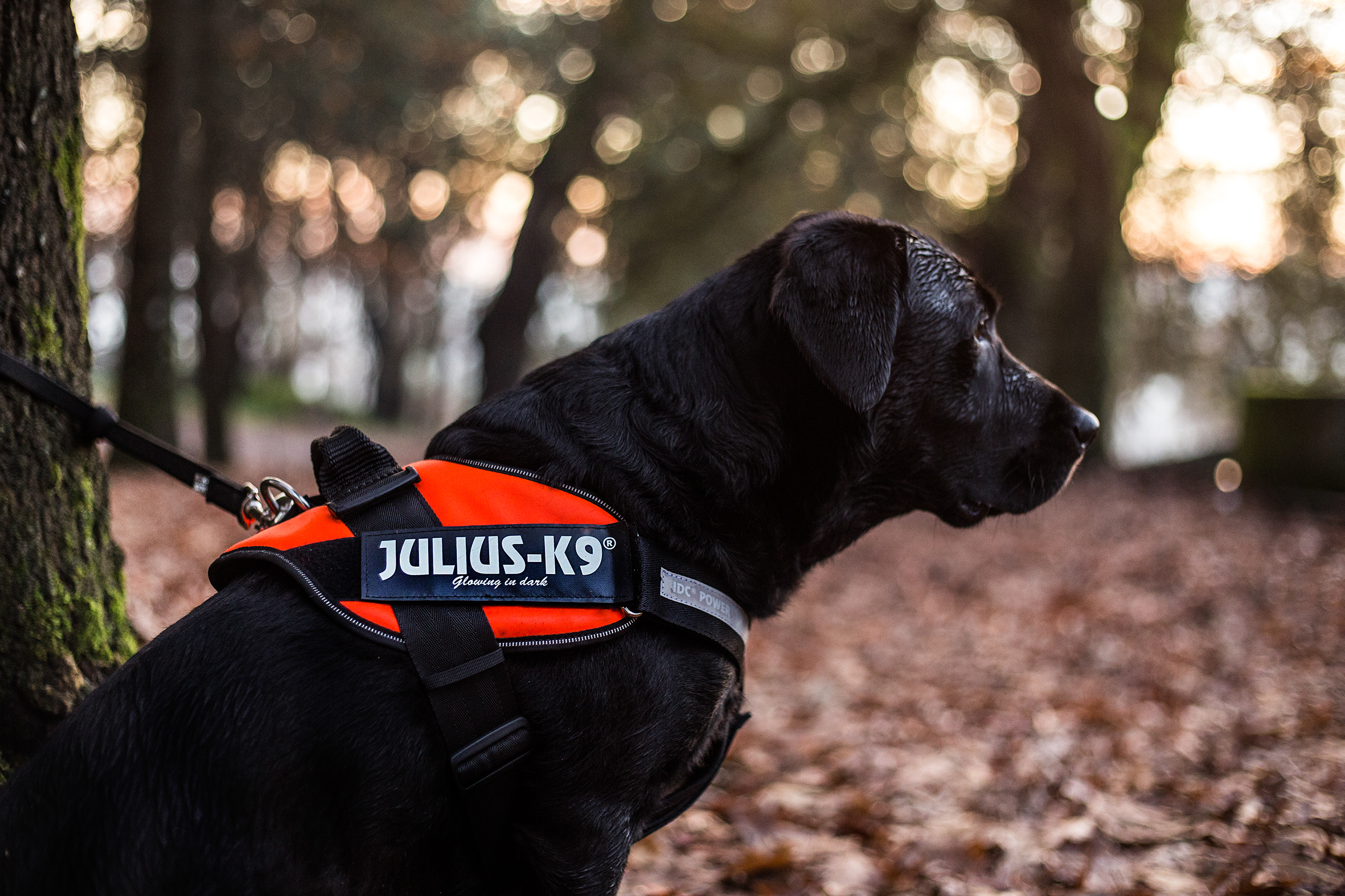K9 IDC Hundsele UV Orange Snabba leveranser 14 dagars ppet