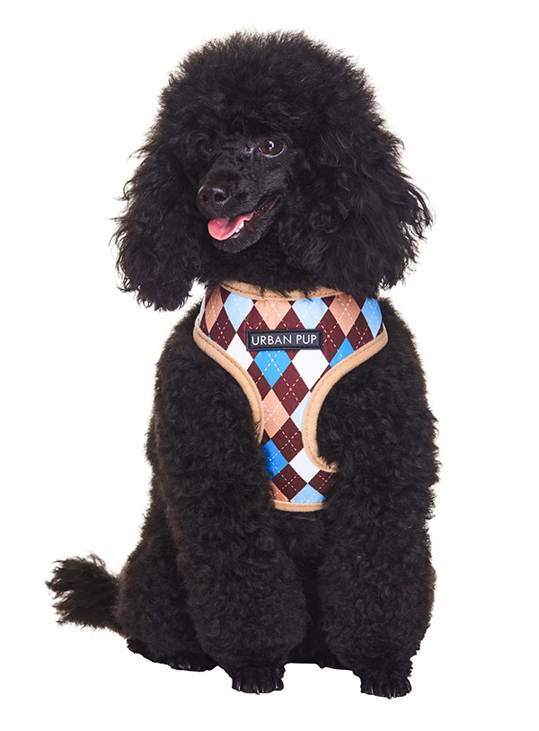 Brown & Blue Argyle - Hundsele