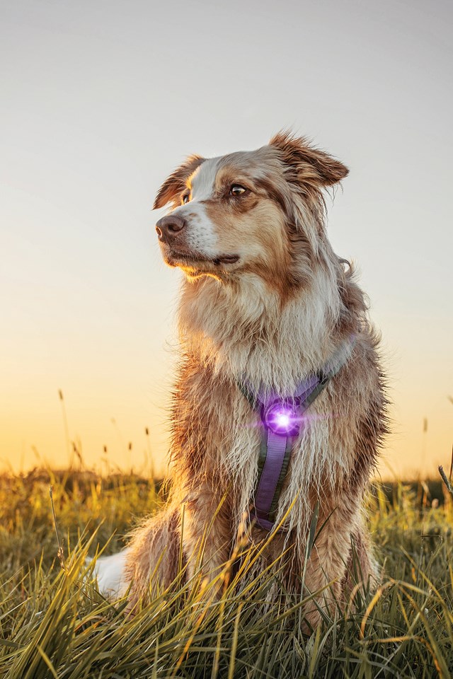 Orbiloc Safety Light - Lila