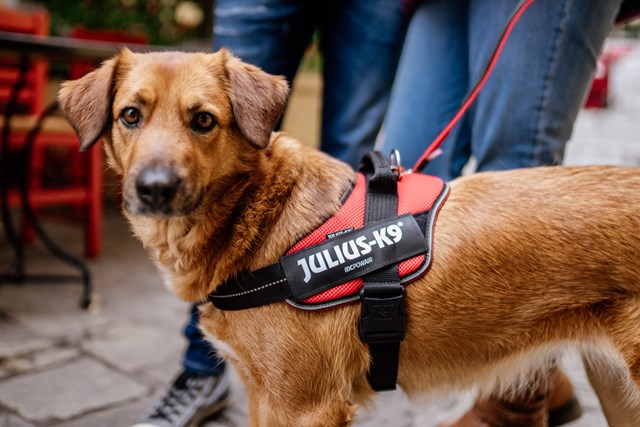 K9 Powair Sele Röd