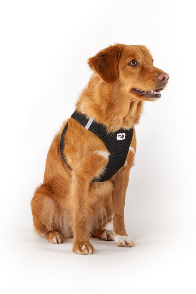 Curli Vest Sele Air-Mesh Svart