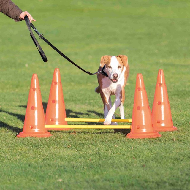 Dog Activity Agility Hinderset