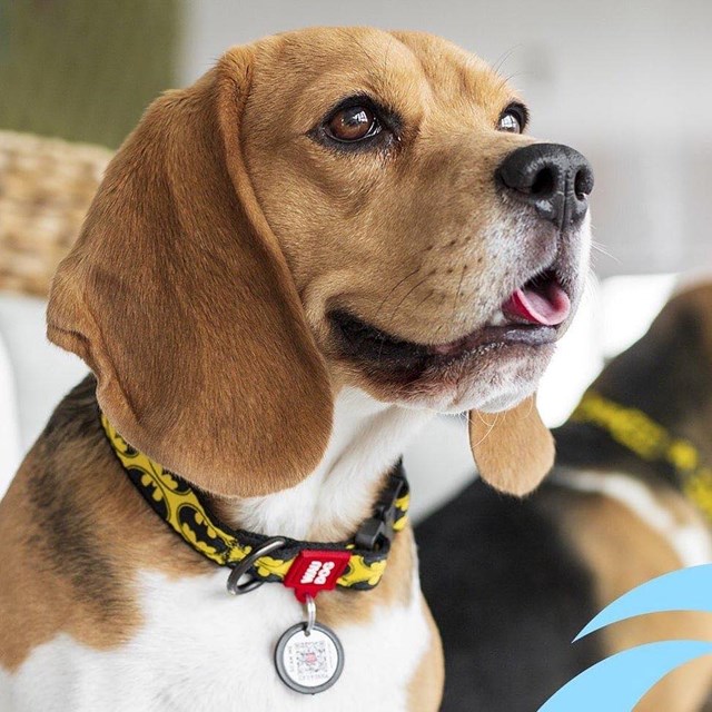 WAUDOG Batman Logo - Hundhalsband