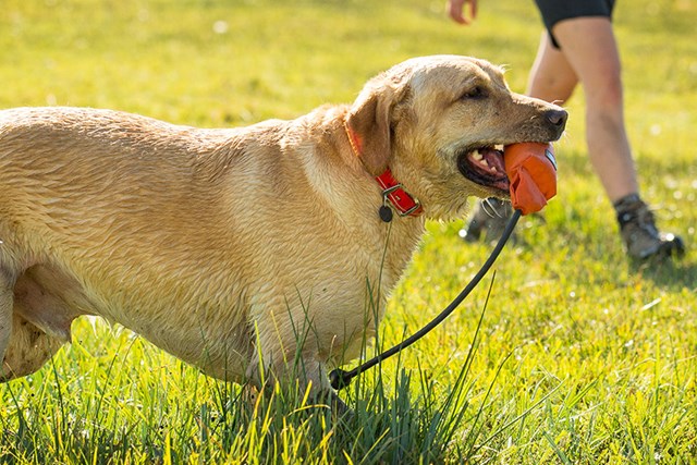 Headwater Collar