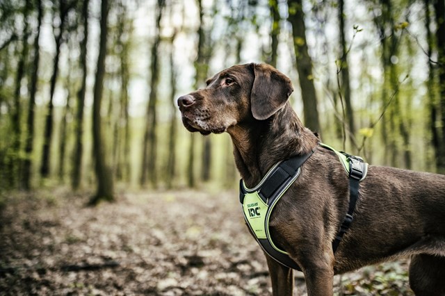 K9 IDC Longwalk Neon/Grå