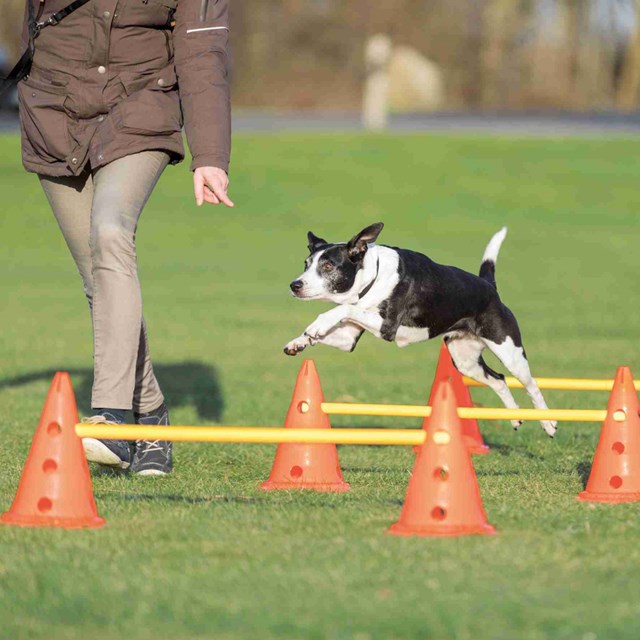 Dog Activity Agility Hinderset