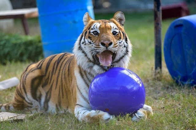 Boomer Ball - Extremt tålig boll