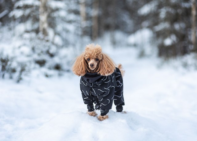 Paikka Winter Suit - Reflekterande vinteroverall - svart