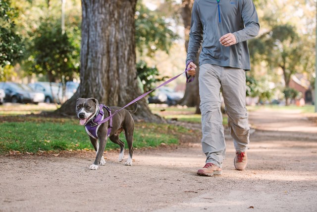 Front Range HUCKLEBERRY BLUE Hundsele