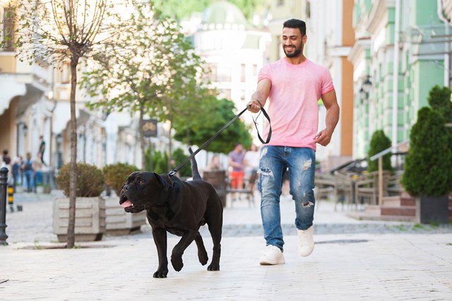 WAUDOG Evolutor - 300 cm Hundkoppel Svart