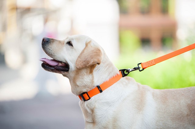 WAUDOG Evolutor Orange - Hundhalsband One Size