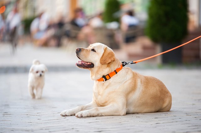 WAUDOG Evolutor Orange - Hundhalsband One Size