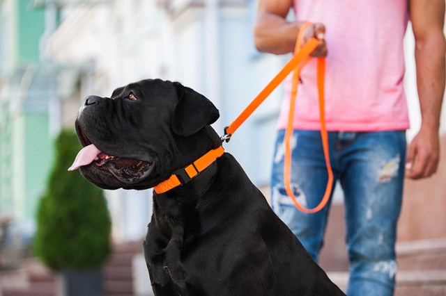 WAUDOG Evolutor Orange - Hundhalsband One Size