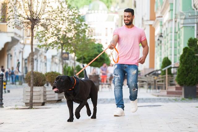 WAUDOG Evolutor - 210 cm Hundkoppel Orange