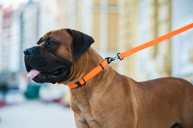 WAUDOG Evolutor Orange - Hundhalsband One Size