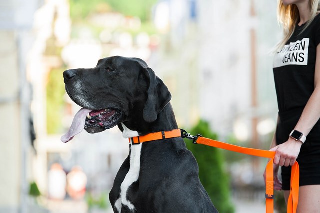 WAUDOG Evolutor Orange - Hundhalsband One Size