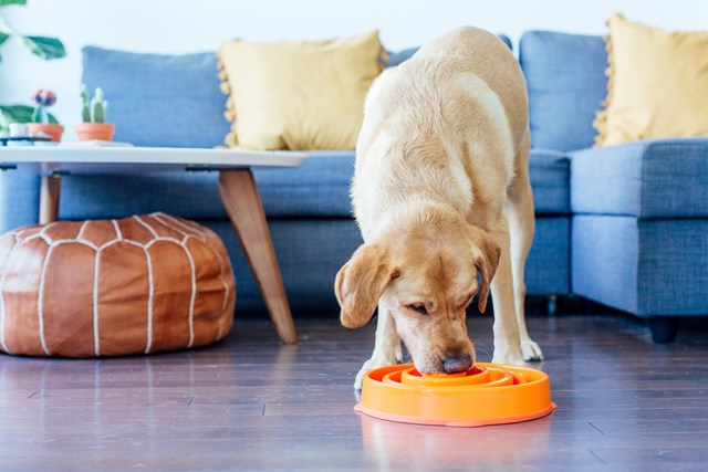 Outward Hound Fun Feeder Matskål Orange