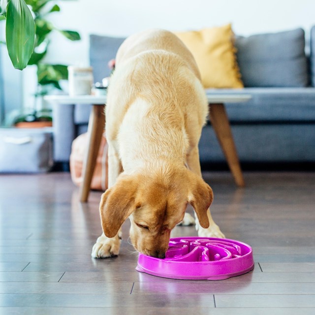Outward Hound Fun Feeder Matskål Lila