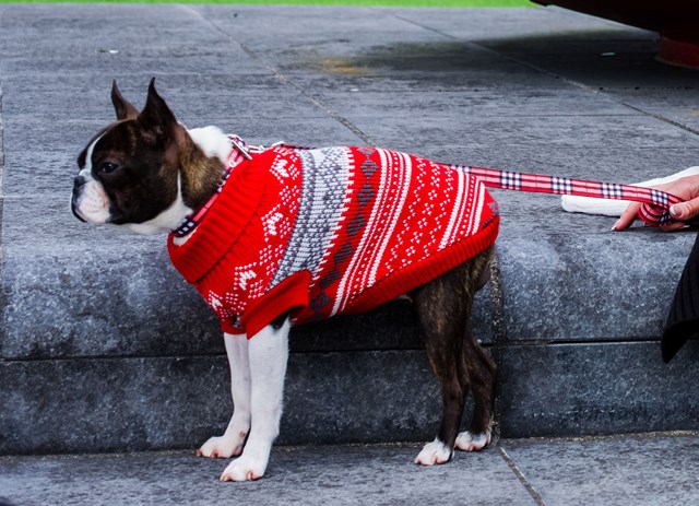 Red Fair Isle Vintage Sweater - Stickad Hundtröja
