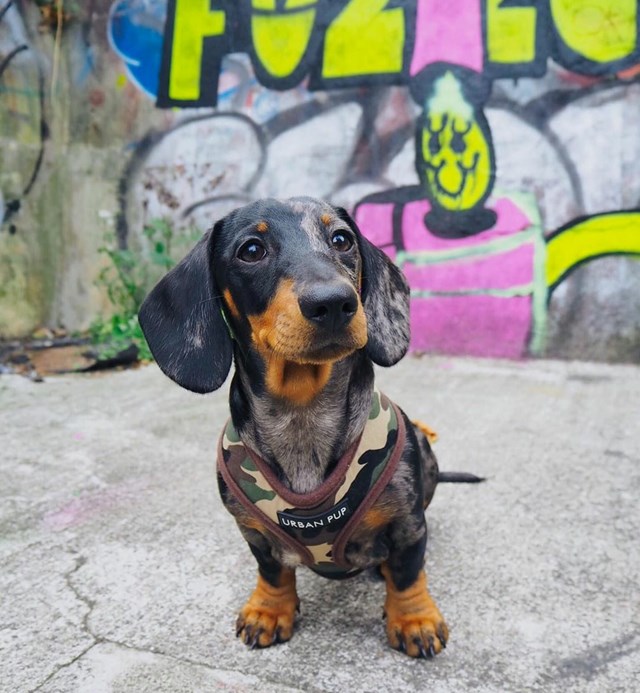 Camouflage Hundsele