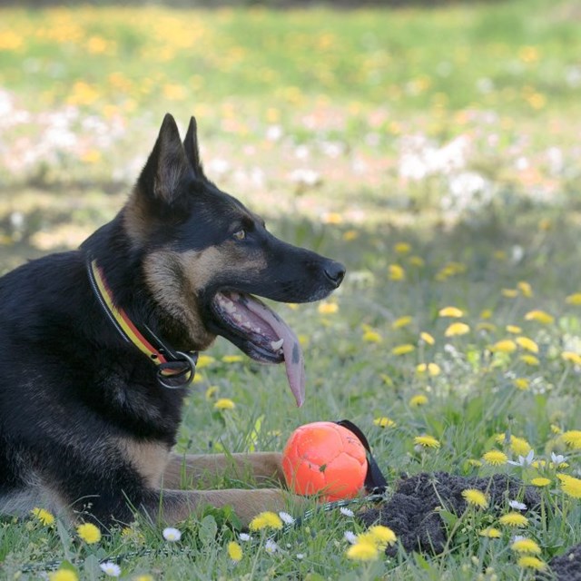K9 SHOW TRAINING BALL - FOTBOLL MED REP 100 mm - ORANGE