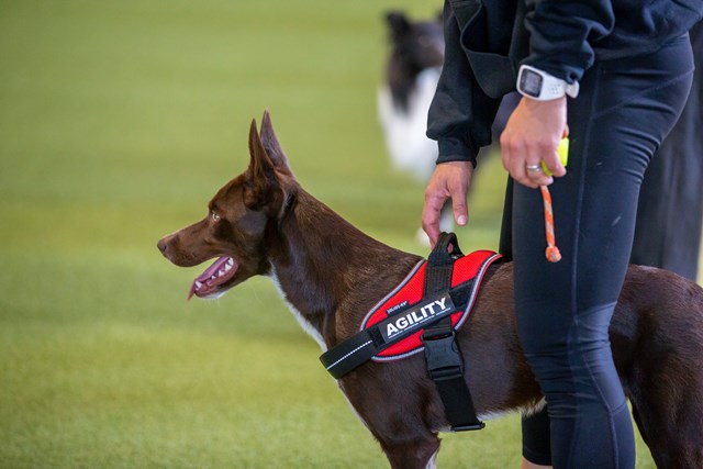 K9 DESIGNA DITT EGET KARDBORREMÄRKE