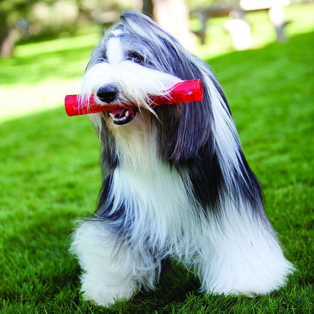 Kong Squeezz Stick Med pip - Medium