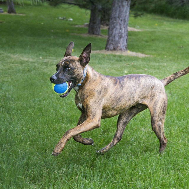 Kong Airdog Squeakair Ultra 3-pack Ø7cm