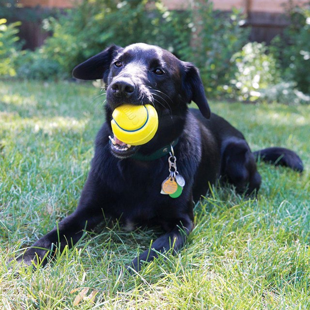 Kong Squeezz Tennismix - Med pip