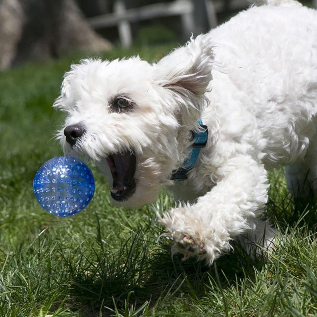 Kong Squeezz Geodz Ball - Large - 2-pack