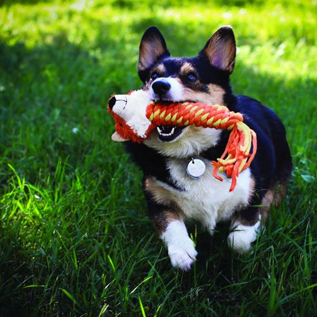 Kong Winders Fox - HUNDLEKSAK MED PIP