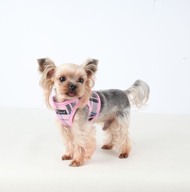 JUNIOR Pink - Jacket Hundsele