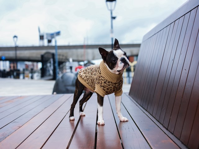 Leopard Print - STICKAD HUNDTRÖJA