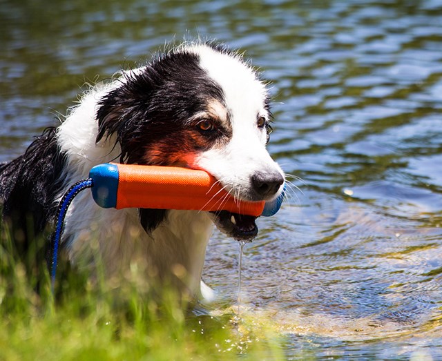 Amphibious Bumper Dummy
