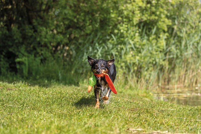 Anka med pip 50 cm - Flytande hundleksak