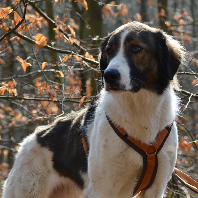 Anny-X Fun Hundsele Brun/Amber