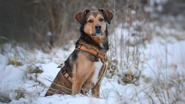 Anny-X Fun Hundsele Brun/Amber
