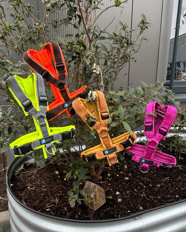 Anny-X Fun Hundsele Forsythia