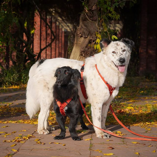 Anny-X Fun Hundsele Maple