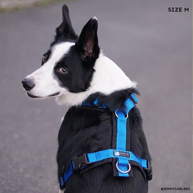 Anny-X Fun Hundsele Svart/Blå