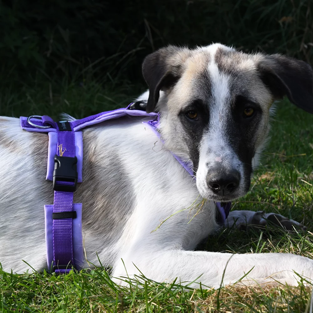 Anny-X Open Fun Hundsele Lavender